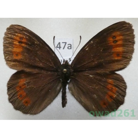 Erebia ligea uralensis (Sheljuzhko, 1925) Russia, Ural47a